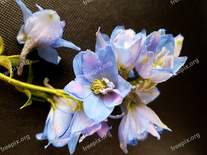 Flowers Larkspur Ostróżki Free Photos