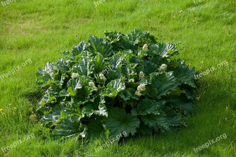 Plant Cabbage Green Botany Nature