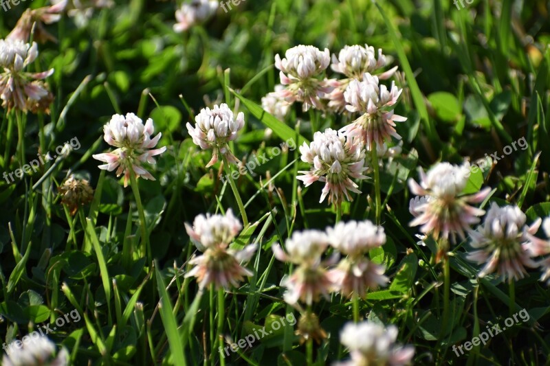 Clover Grass Nature Free Photos