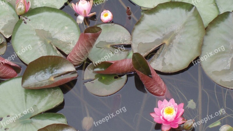 Water Lilies Flowers Pond Free Photos