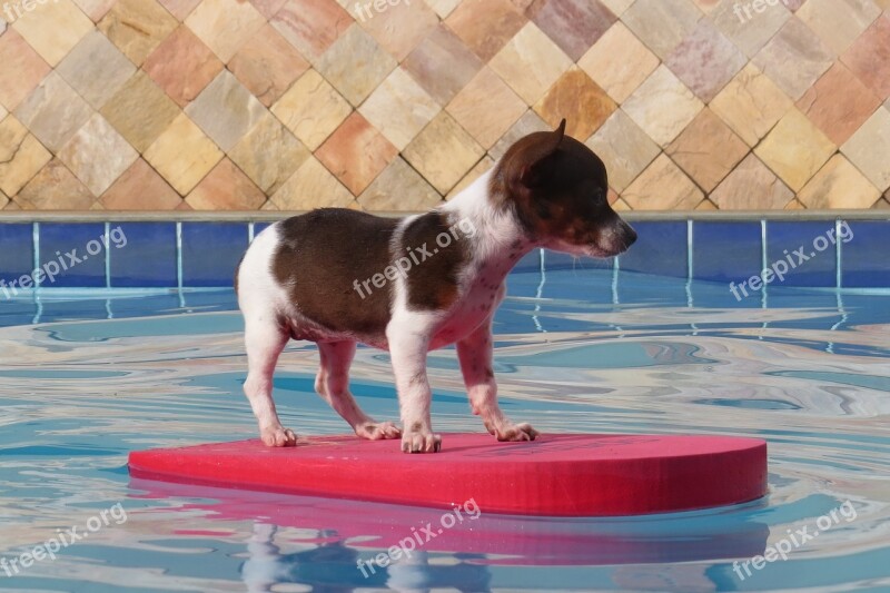 Dog Puppy Pool Mutt Pet