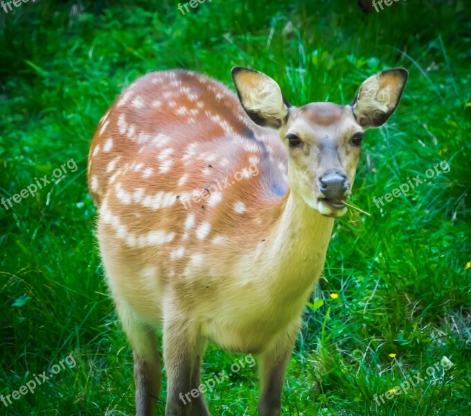 Roe Deer Wild Painting Fallow Deer Animal