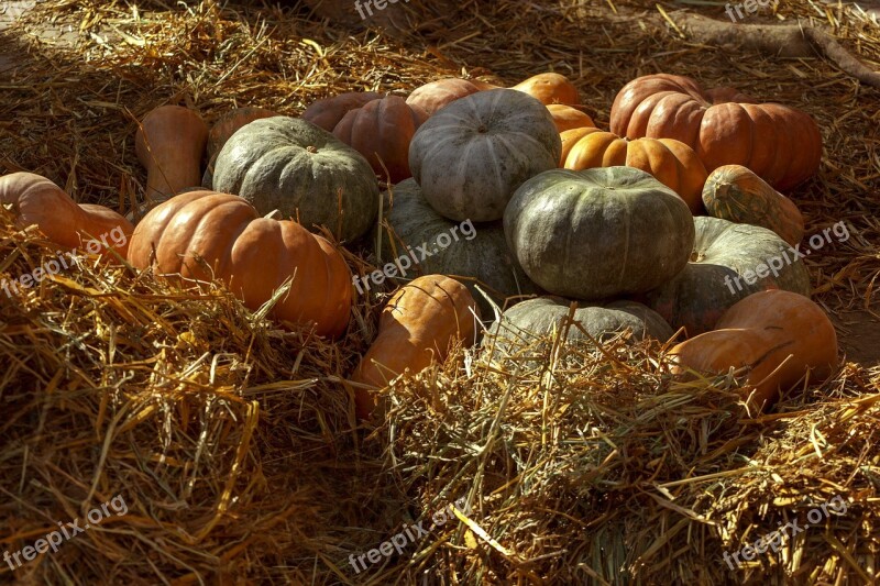 Pumpkin Vegetables Autumn Orange Harvest