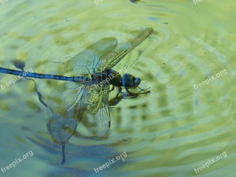 Dragonfly Blue Dragonfly Aeshna Affinis Water Drown