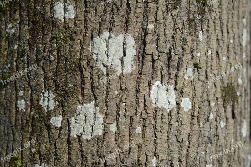 Bark Trunk Trees Tree Trunk Tree Bark