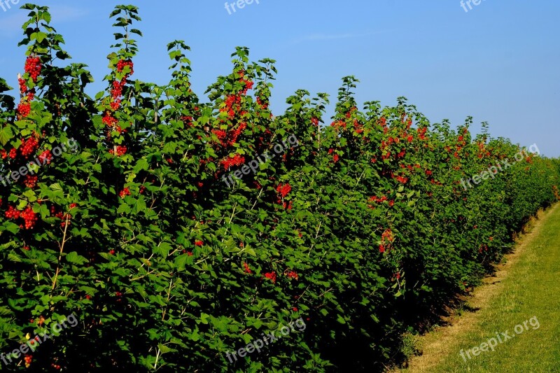 Currant Hedge Field Currants Shrubs Berries