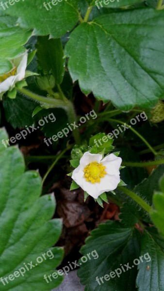 Strawberry Strawberry Flower Chandler Strawberry Free Photos