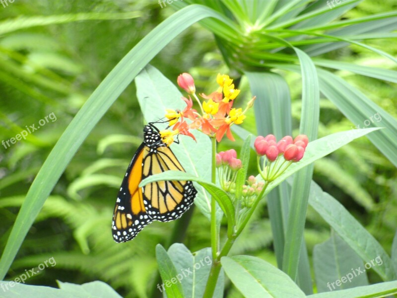 Butterfly Butterfly Garden Bl Wings Free Photos