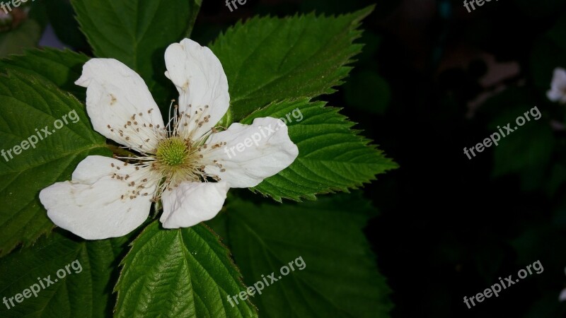 Blackberry Flower Blackberry Thornless Blackberry Free Photos