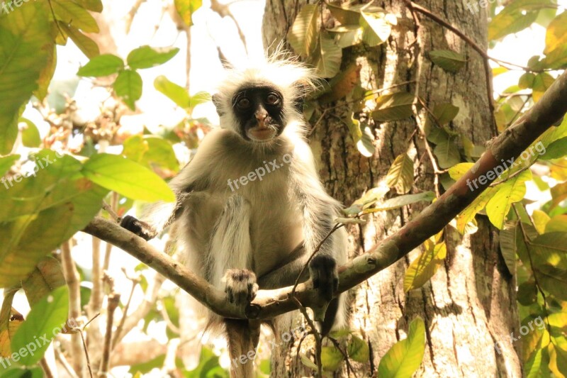 Kirk'sredcolobus Zanzibar Monkey Free Photos