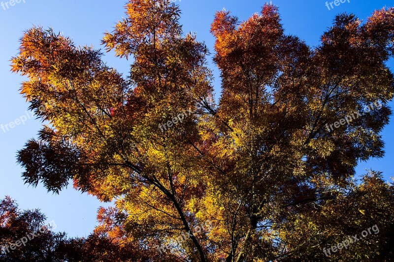 Autumn Tree Nature Trees Forest