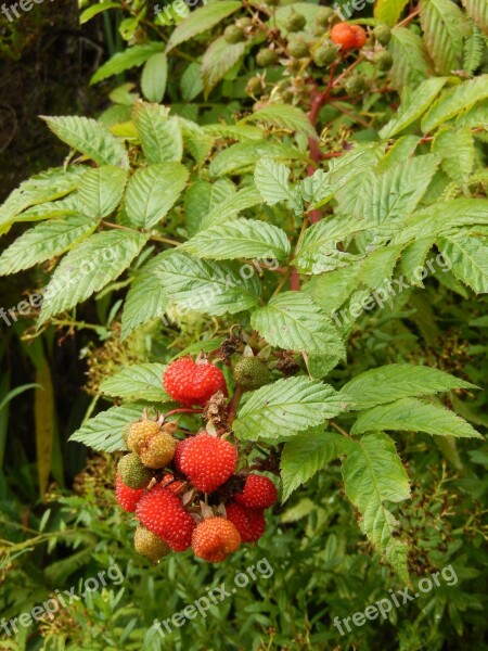 Nature Red Fruits Forest Free Photos