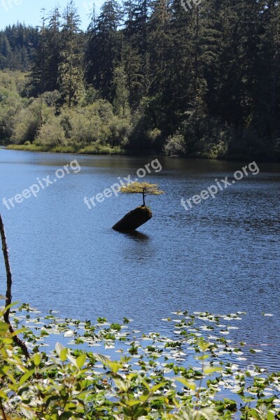 Vancouver Island Tree Little Tree Free Photos