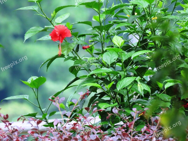 Hibiscus Rosa-sinensis Herbal Flower Plant Leaf