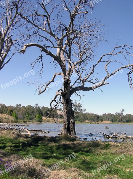 Gum Tree Dead Free Photos