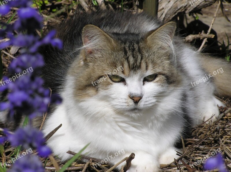 Cat Near Blue Flower Free Photos