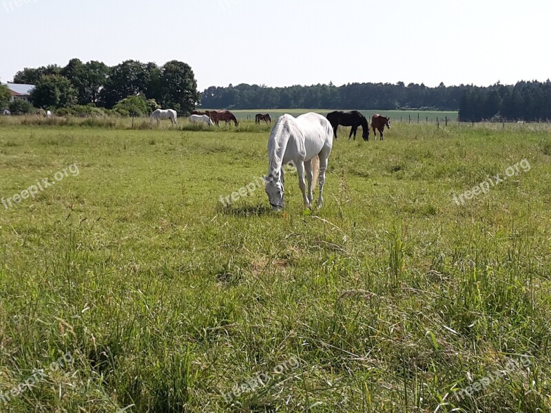 Coupling Horses Pasture Field Meadow