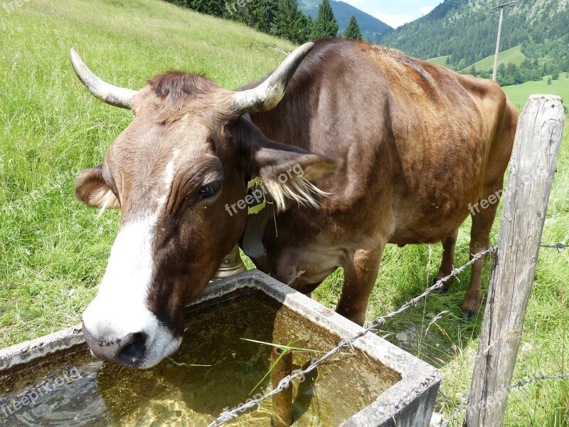 Cow Cow Calf Allgäu Bad Hindelang Free Photos