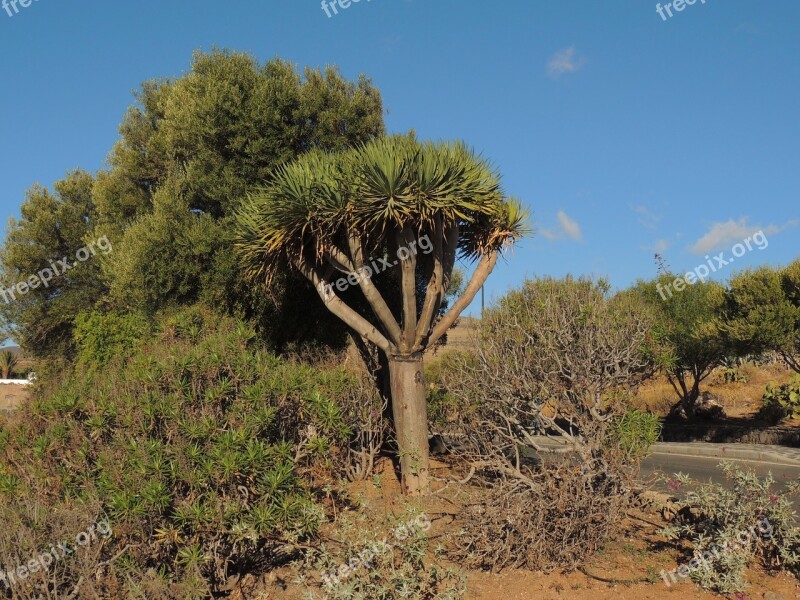 Tree Drago Nature The Palmas