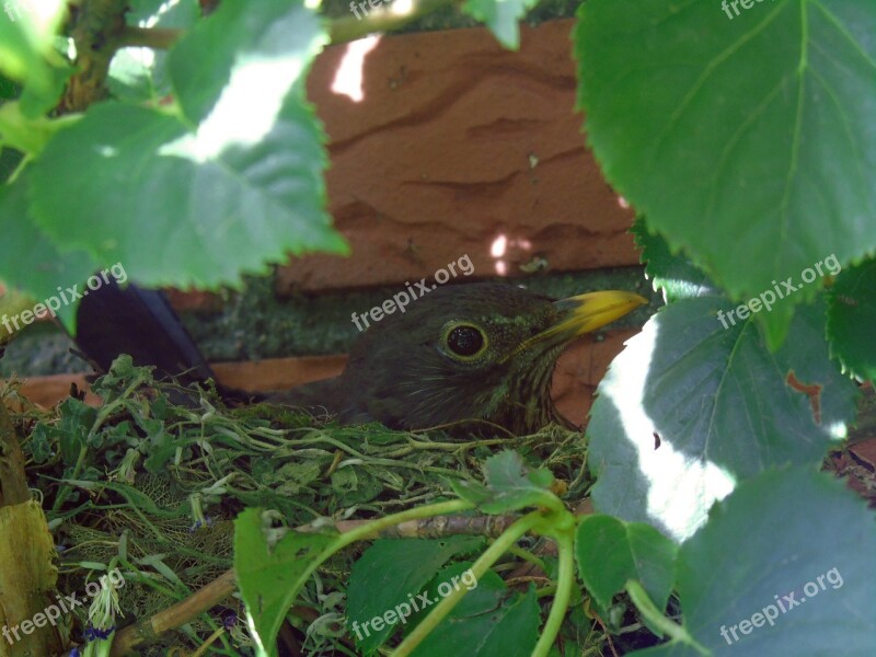 Blackbird Nest Breed Bird's Nest Blackbird Nest