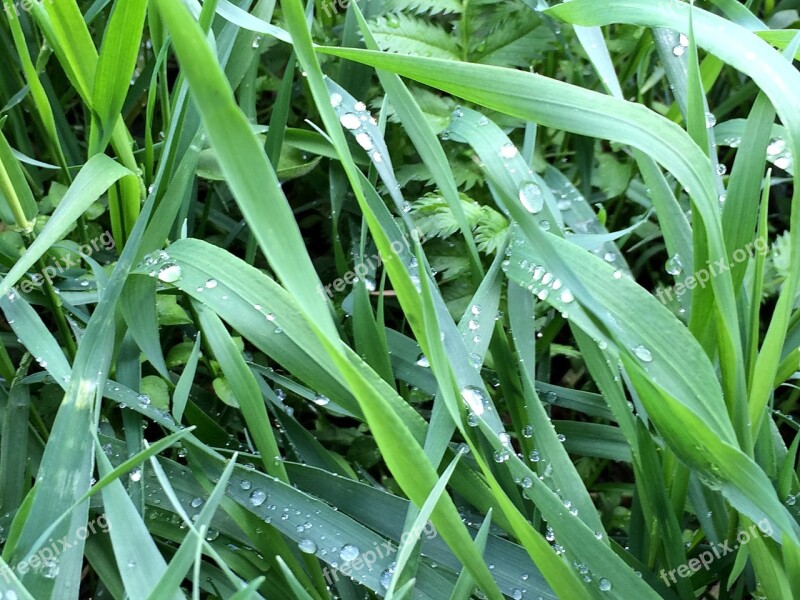 Grass Nature Green Greens Morning