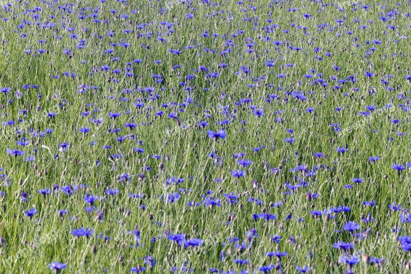 Cornflowers Flowers The Beasts Of The Field Meadow Blue