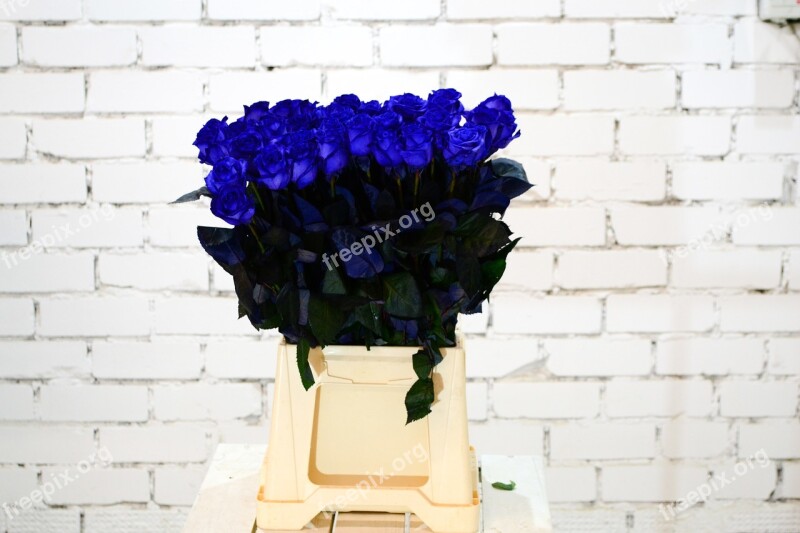 Color Flowers Blue Flower Beautiful Flowers