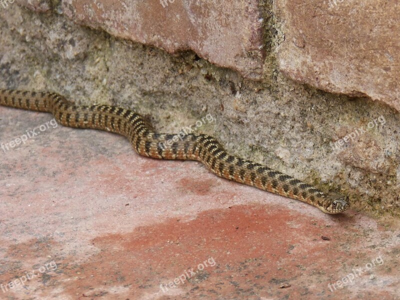 Snake Water Snake Detail Monsant Priorat