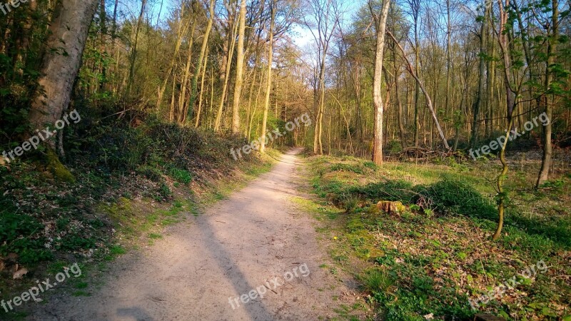 Forest Trees Nature Forests Landscape