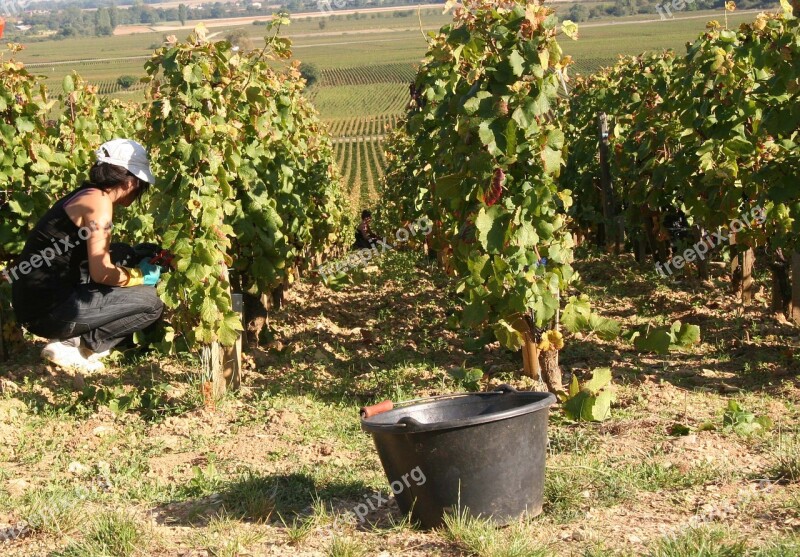 Vines Burgundy Vineyard Harvest Free Photos