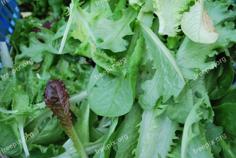 Green Salad Fresh Healthy Diet