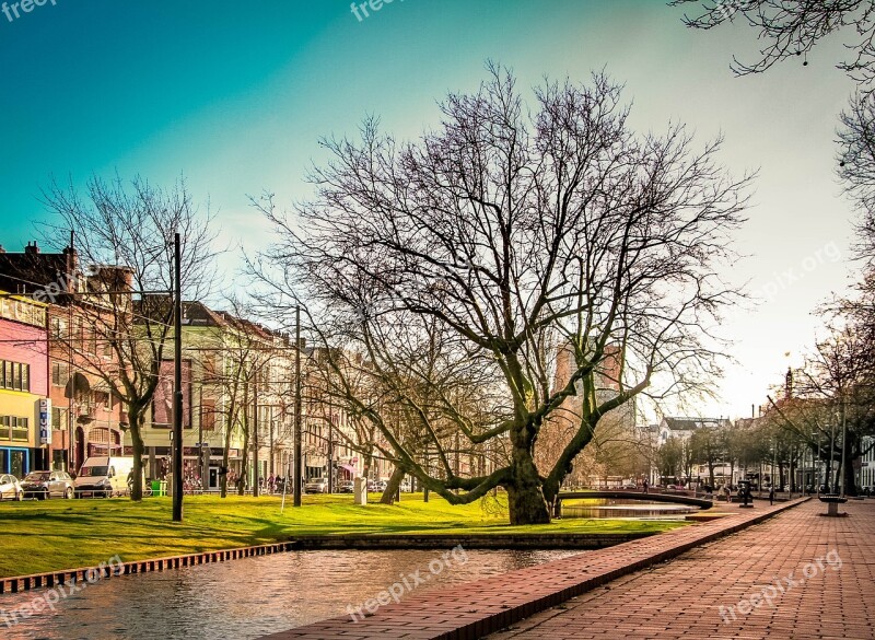 Rotterdam Netherlands Tree Green Plant