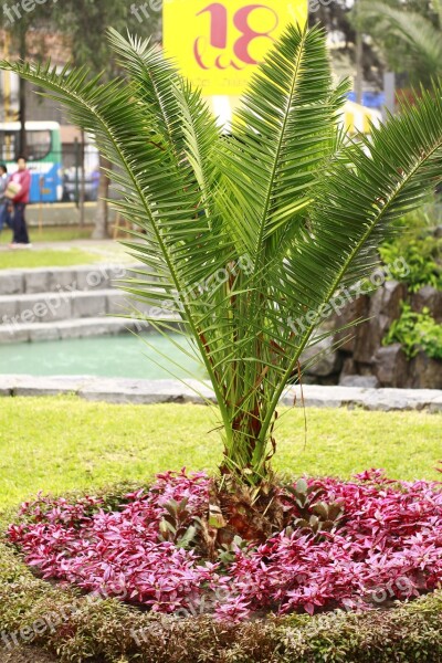 Plant Green Falklands Free Photos