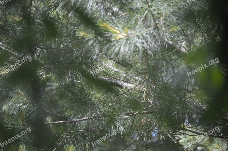 Green Pine Evergreen Season Winter