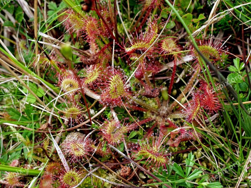 Sundew Drosera Carnivorous Plant Red