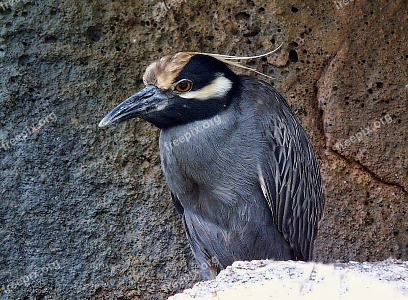 Yellow Crowned Night Heron Animal