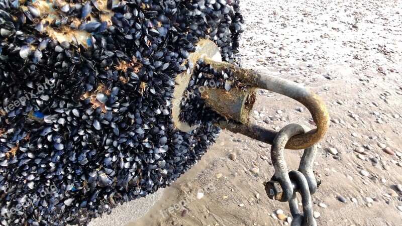 Beacon String Sea Mussel Beach