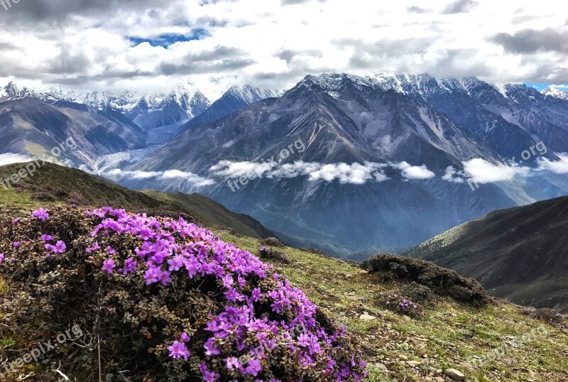 Gongga Snow Mountain Cloud On Foot Mountaineer Flower