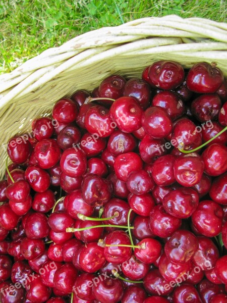 Cherry Summer Fruit Succulent Sunshine