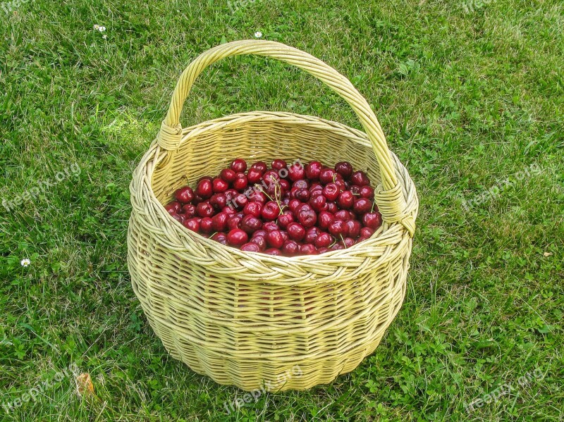 Cherry Summer Fruit Succulent Sunshine