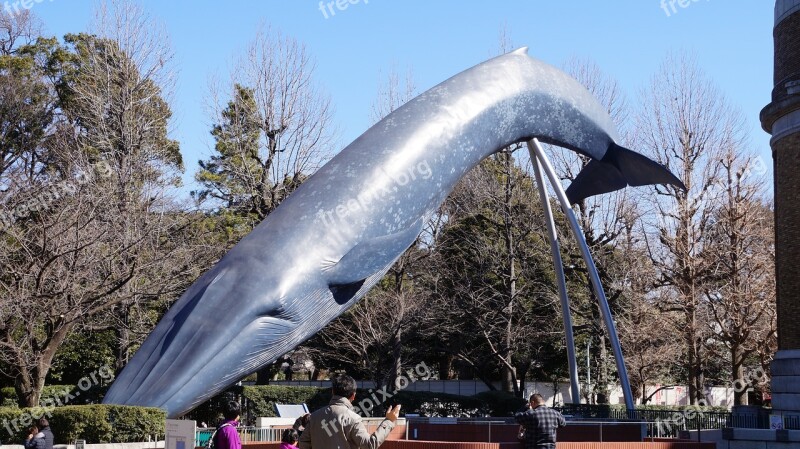 Whale Museum Sculpture Free Photos