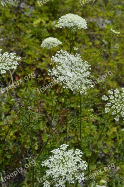 Queen Anne's Lace Wild Carrot Flower Wild Summer