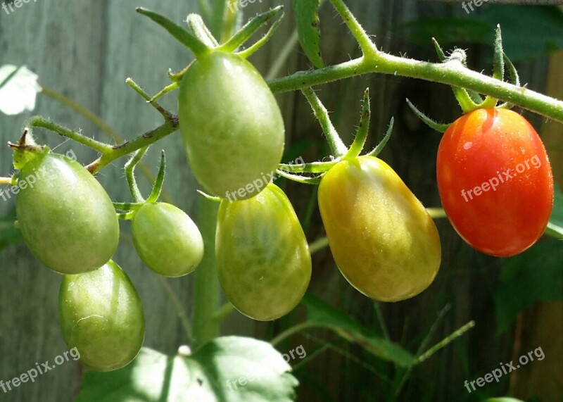 Roma Tomatoes Fresh Organic Garden Tomato