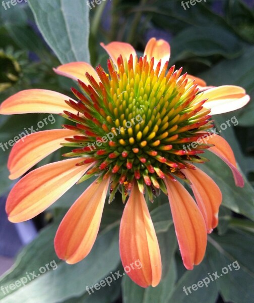 Echinacea Coneflower Orange Yellow Summer