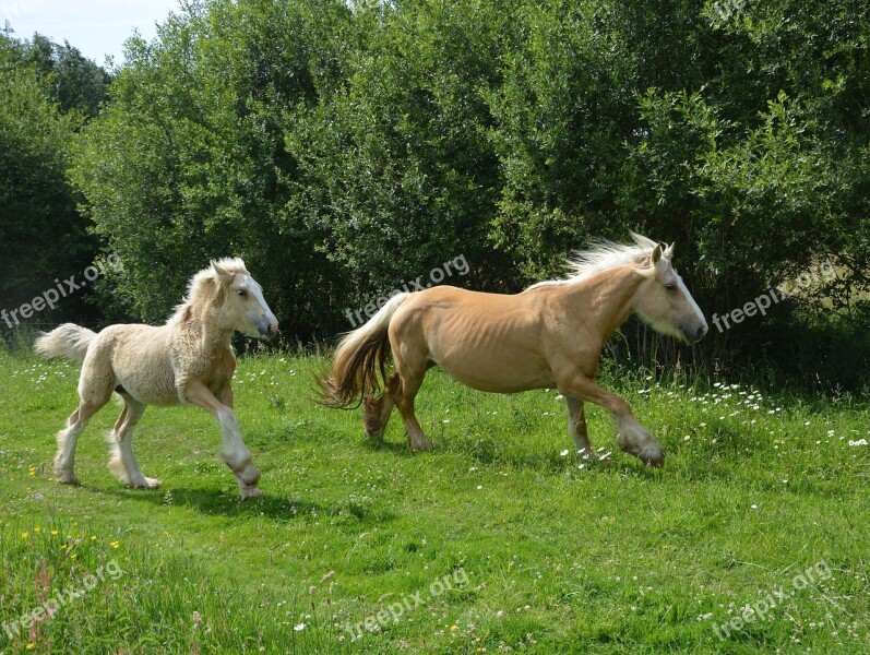 Mare Foal Pre Horses Horse