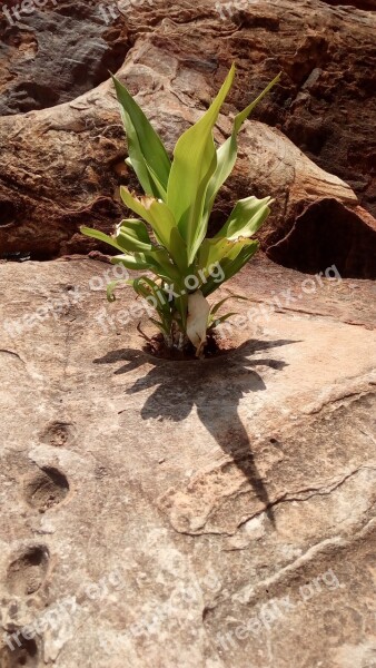 Survive Rocks Plant Outdoor Nature