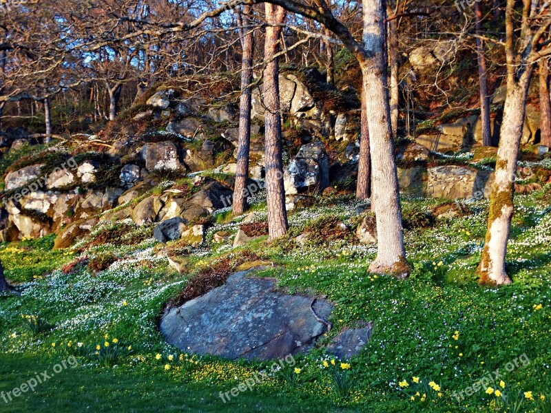 Spring Spring Flowers Anemones The Forest Nature