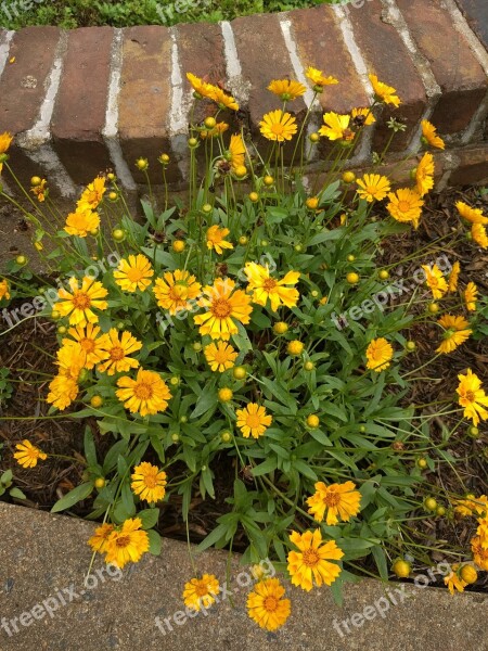 Flower Yellow Summer Bloom Aster