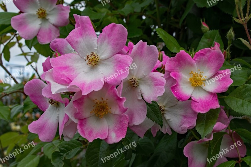 Rose Juliana Of Stolberg Climbing Rose Flowers Pink