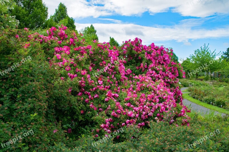 Rose Early Red Shrub Rose Flowers Pink